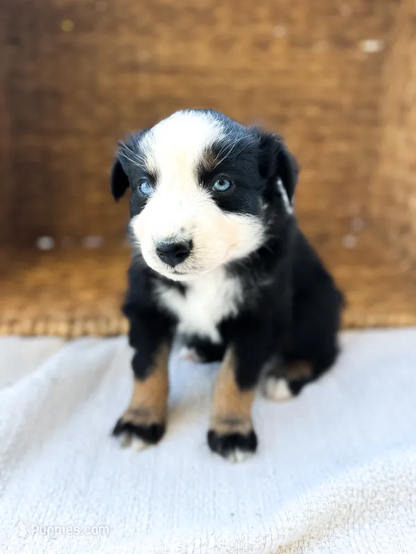 Rainbow, a female Australian Shepherd for sale in Unionville, IA – 1 of 1