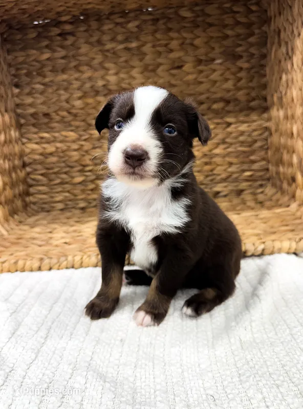 Reef – Australian Shepherd puppy for sale in Unionville, IA