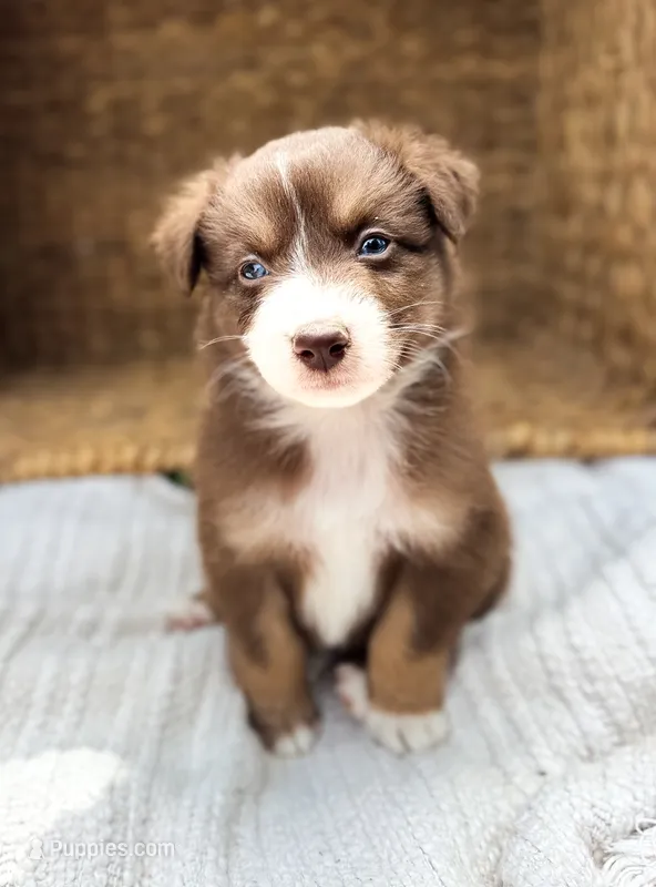 Rio – Australian Shepherd puppy for sale in Unionville, IA
