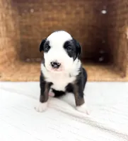Bucky, a male Australian Shepherd for sale in Unionville, IA – Photo 7 of 8