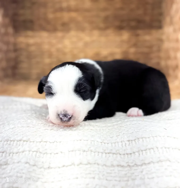 Bucky – Australian Shepherd puppy for sale in Unionville, IA