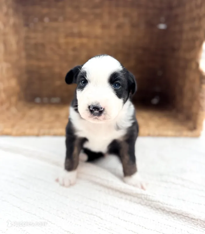 Bucky – Australian Shepherd puppy for sale in Unionville, IA