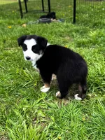 Bucky, a male Australian Shepherd for sale in Unionville, IA – 10 of 10
