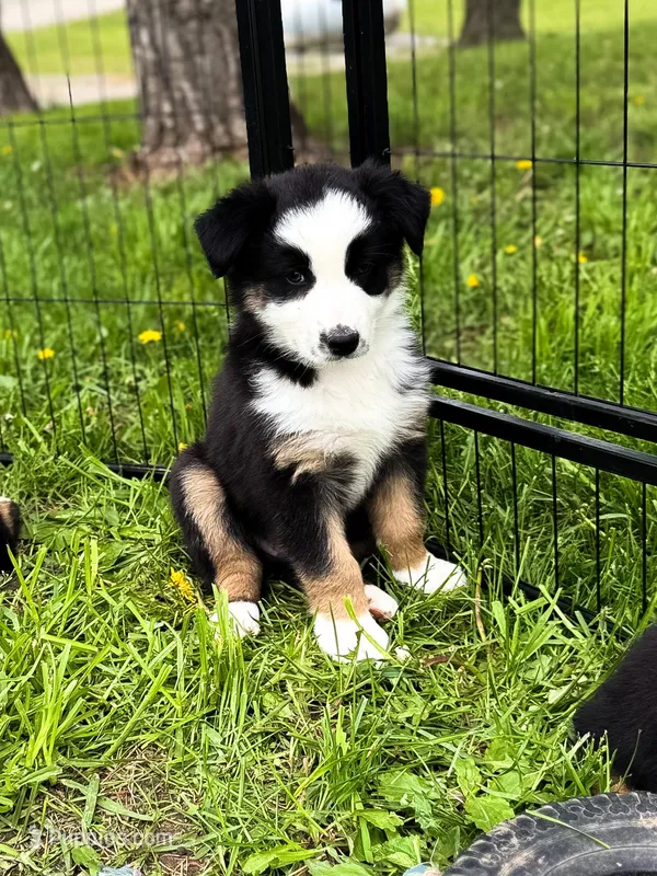 Bucky – Australian Shepherd puppy for sale in Unionville, IA