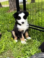 Bucky, a male Australian Shepherd for sale in Unionville, IA – 1 of 10