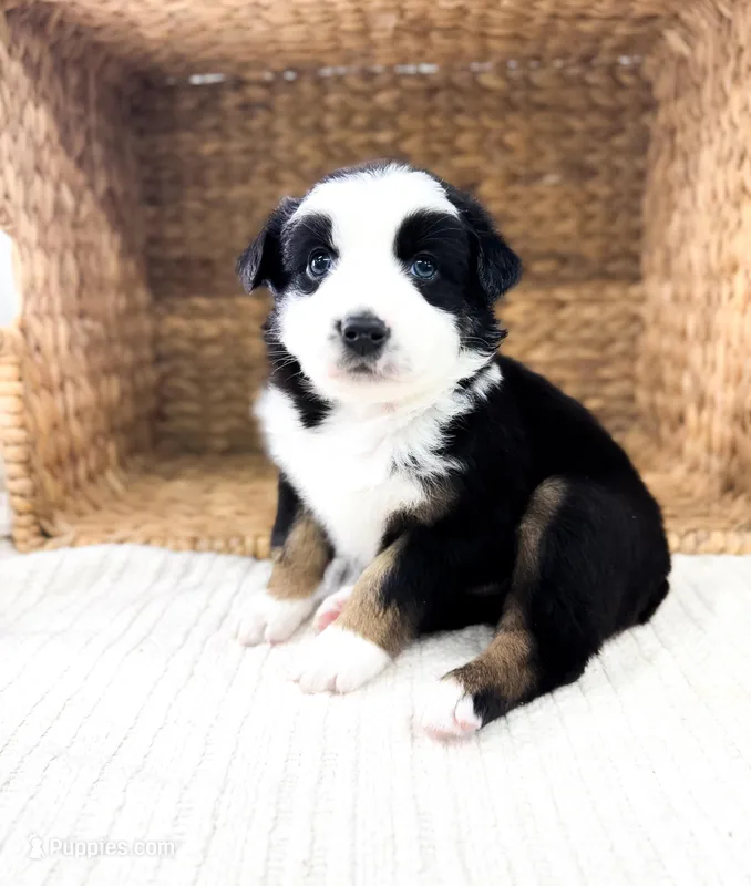 Bucky – Australian Shepherd puppy for sale in Unionville, IA