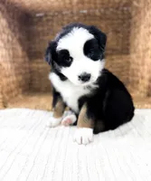 Bucky, a male Australian Shepherd for sale in Unionville, IA – Photo 8 of 8