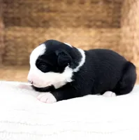 Bucky, a male Australian Shepherd for sale in Unionville, IA – Photo 4 of 4