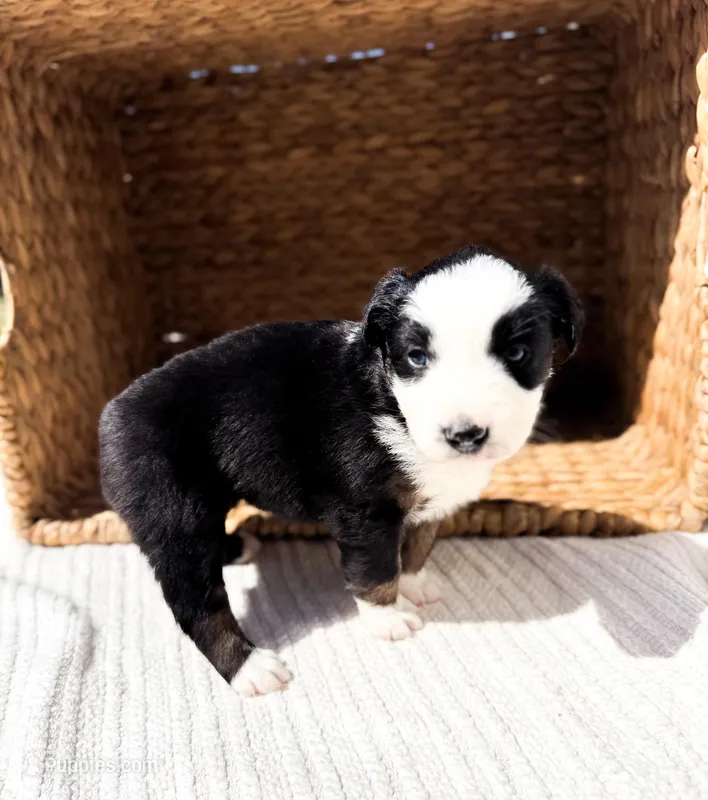 Bucky – Australian Shepherd puppy for sale in Unionville, IA