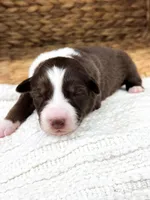 Bingo, a female Australian Shepherd for sale in Unionville, IA – Photo 3 of 3