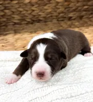 Bingo, a female Australian Shepherd for sale in Unionville, IA – Photo 2 of 3
