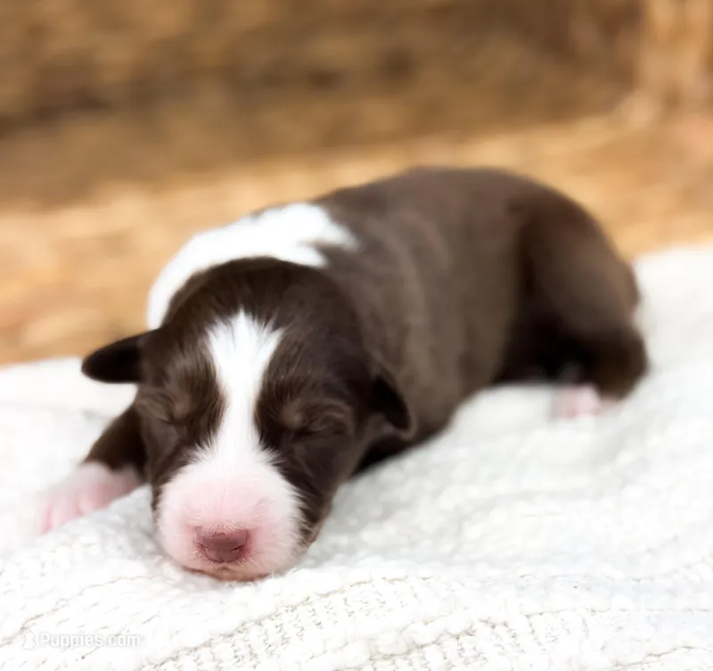 Bingo – Australian Shepherd puppy on hold in Unionville, IA