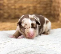 Rusty, a male Australian Shepherd for sale in Unionville, IA – Photo 2 of 5