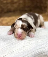 Rusty, a male Australian Shepherd for sale in Unionville, IA – Photo 3 of 5