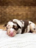 Rusty, a male Australian Shepherd for sale in Unionville, IA – Photo 4 of 5