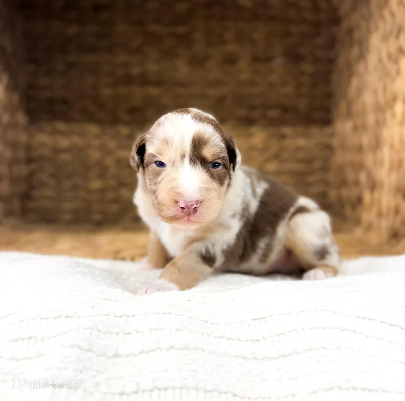 Rusty – Australian Shepherd puppy on hold in Unionville, IA