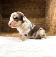 Rusty, a male Australian Shepherd for sale in Unionville, IA – Photo 5 of 5