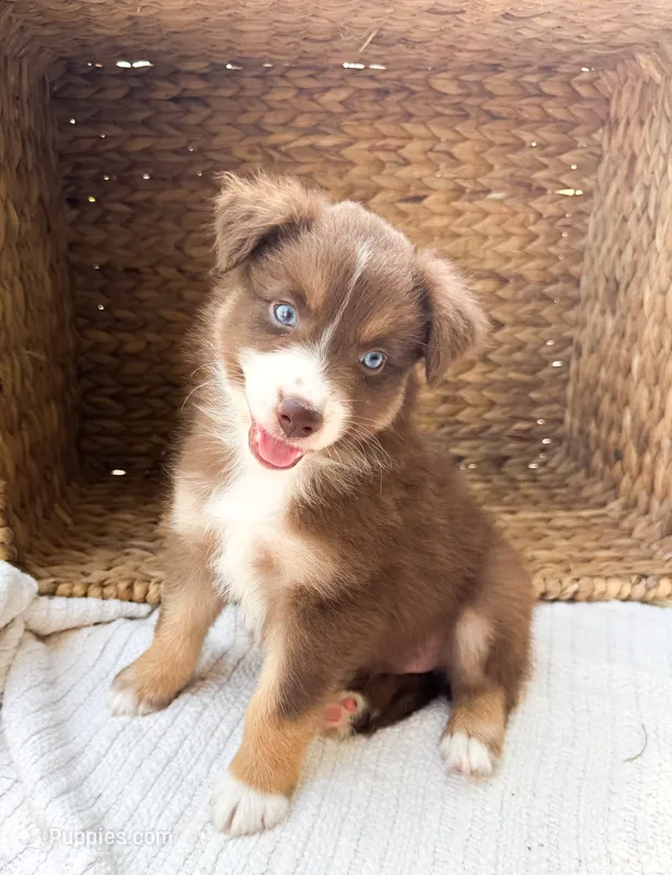 Rio – Australian Shepherd puppy for sale in Unionville, IA