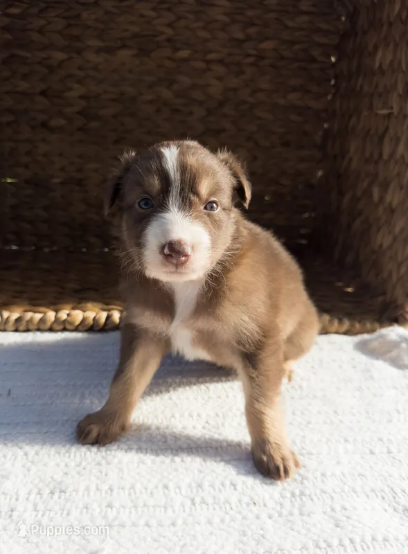 Cove – Australian Shepherd puppy for sale in Unionville, IA
