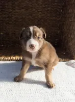 Cove, a male Australian Shepherd for sale in Unionville, IA – 3 of 8