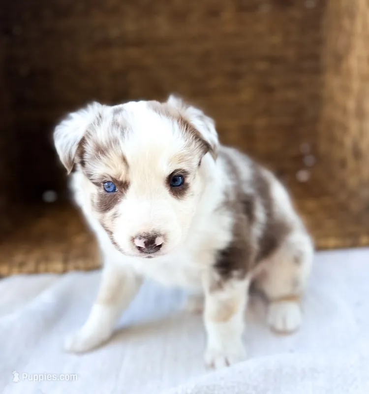 Sparkle  – Australian Shepherd puppy for sale in Unionville, IA