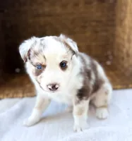 Sparkle , a female Australian Shepherd for sale in Unionville, IA – 1 of 2