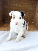 Glitter, a female Australian Shepherd for sale in Unionville, IA – 1 of 2