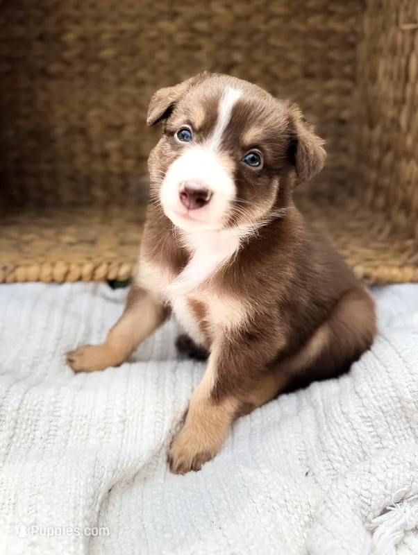 Cove – Australian Shepherd puppy for sale in Unionville, IA