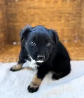 Unicorn, a female Australian Shepherd for sale in Unionville, IA – 2 of 2