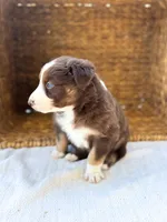 Sprinkles, a female Australian Shepherd for sale in Unionville, IA – 2 of 3