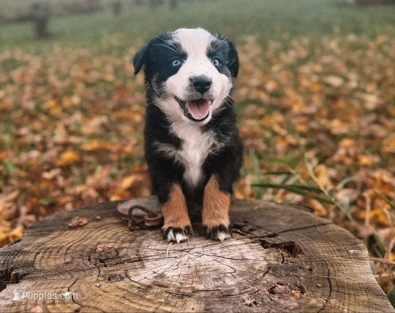 Rainbow – Australian Shepherd puppy for sale in Unionville, IA