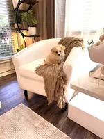 Lucky ♥️, a male Cavapom for sale in Lincoln, CA – 6 of 8