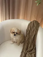 Charlie ♥️, a male Cavapom for sale in Lincoln, CA – 4 of 8