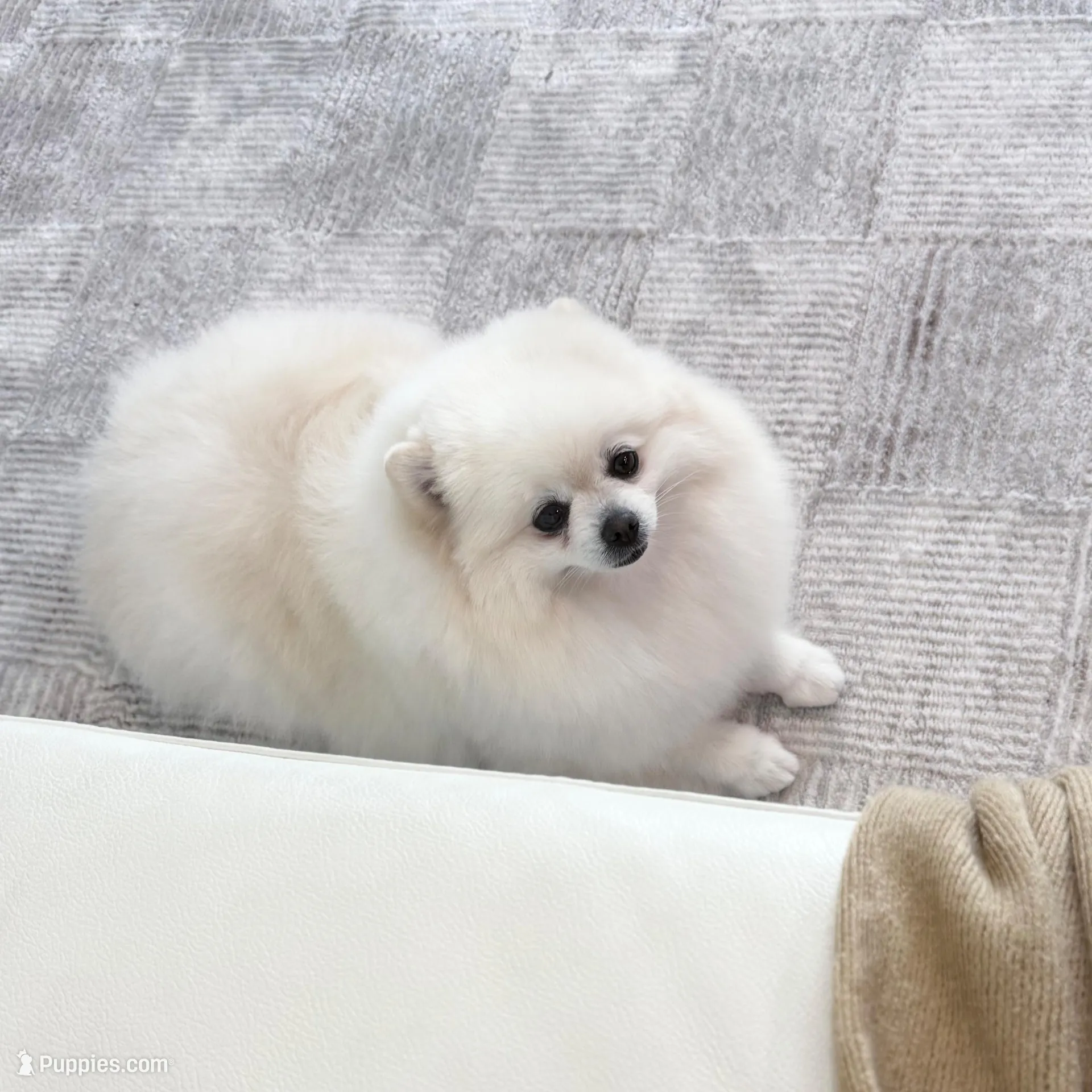 Queen ❤️, a female Pomeranian for sale in Lincoln, CA – Photo 2 of 5