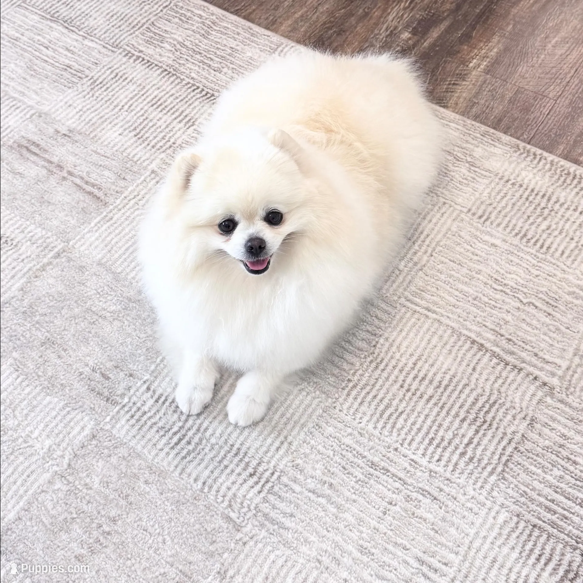 Queen ❤️ – Pomeranian puppy for sale in Lincoln, CA
