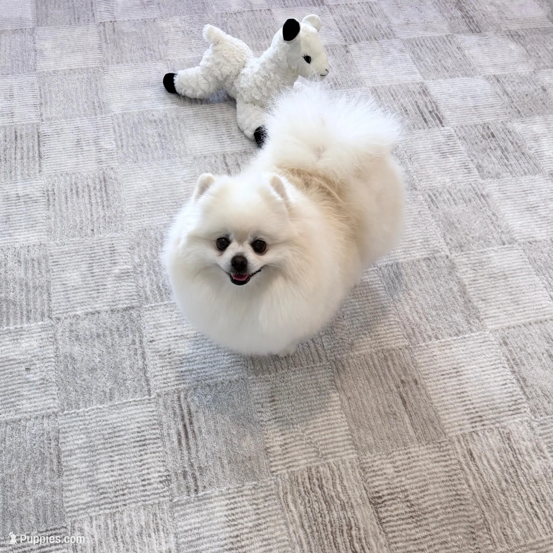 Queen ❤️, a female Pomeranian for sale in Lincoln, CA – Photo 5 of 5