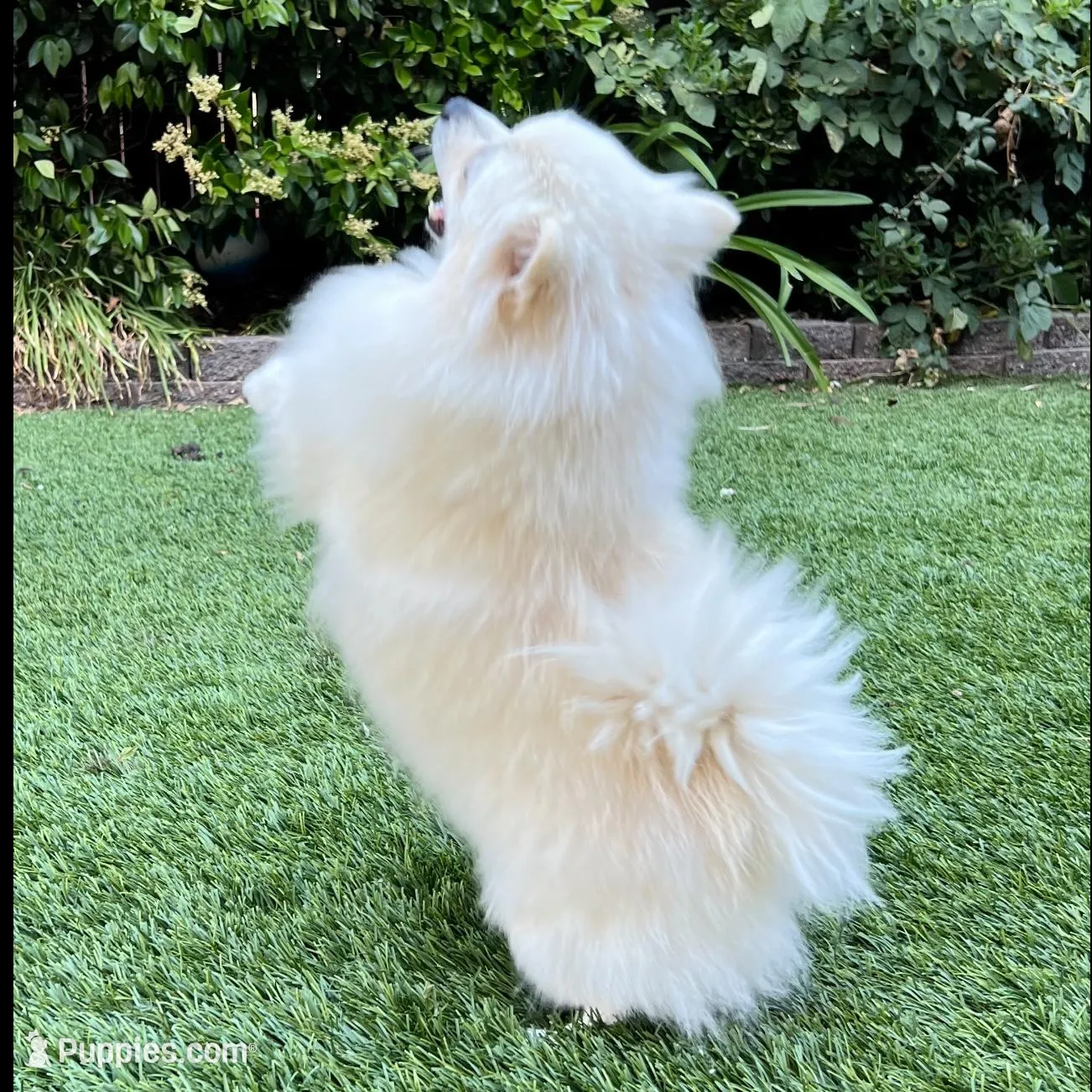 Bella ❤️, a female Pomeranian for sale in Lincoln, CA – Photo 3 of 4