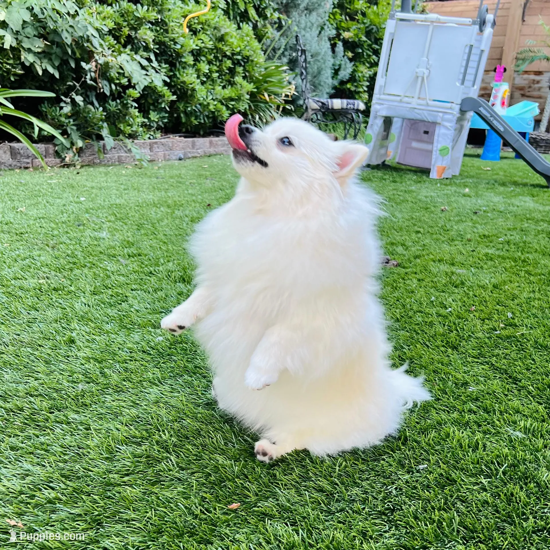 Bella ❤️, a female Pomeranian for sale in Lincoln, CA – Photo 2 of 4