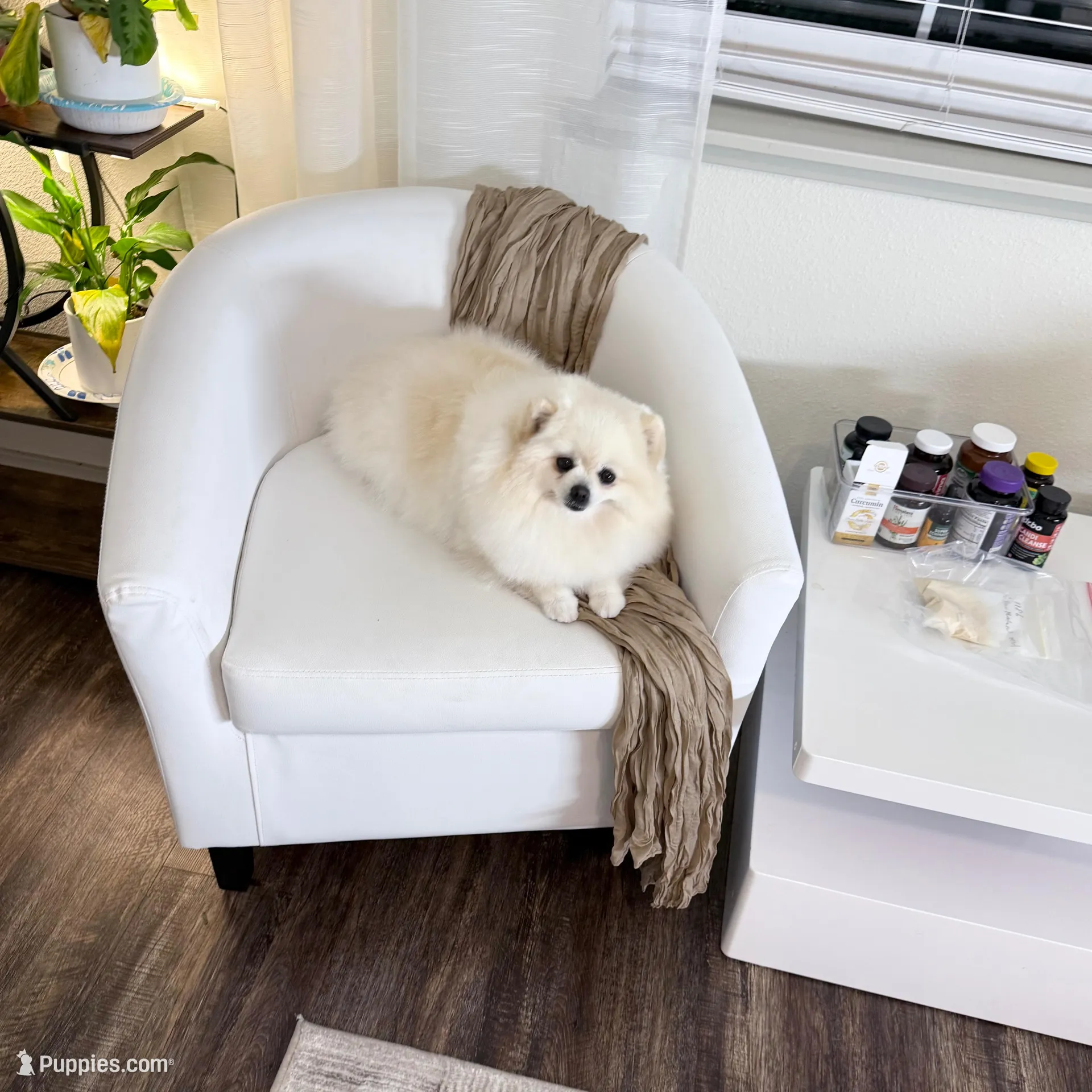 Queen ❤️, a female Pomeranian for sale in Lincoln, CA – Photo 4 of 5