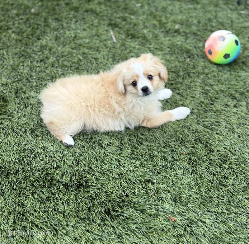 Lucky ♥️ – Cavapom puppy for sale in Lincoln, CA