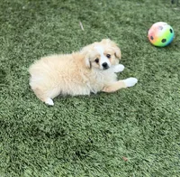 Lucky ♥️, a male Cavapom for sale in Lincoln, CA – 1 of 6