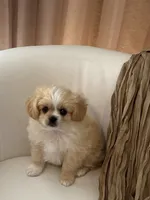 Charlie ♥️, a male Cavapom for sale in Lincoln, CA – 3 of 8