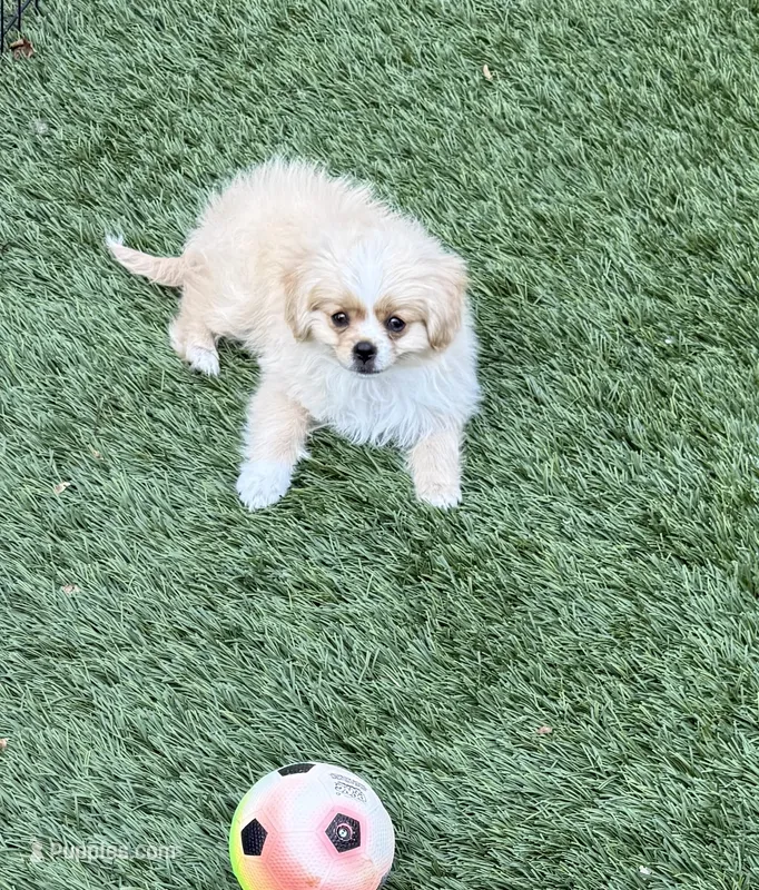 Charlie ♥️ – Cavapom puppy for sale in Lincoln, CA