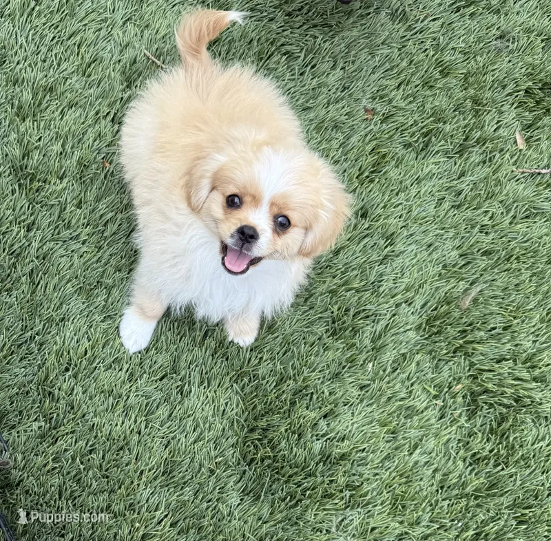 Lucky ♥️ – Cavapom puppy for sale in Lincoln, CA