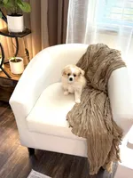 Lucky ♥️, a male Cavapom for sale in Lincoln, CA – 4 of 8