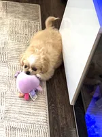 Lucky ♥️, a male Cavapom for sale in Lincoln, CA – 1 of 8