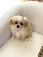Charlie ♥️, a male Cavapom for sale in Lincoln, CA – 1 of 8