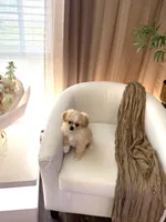 Charlie ♥️, a male Cavapom for sale in Lincoln, CA – 7 of 8