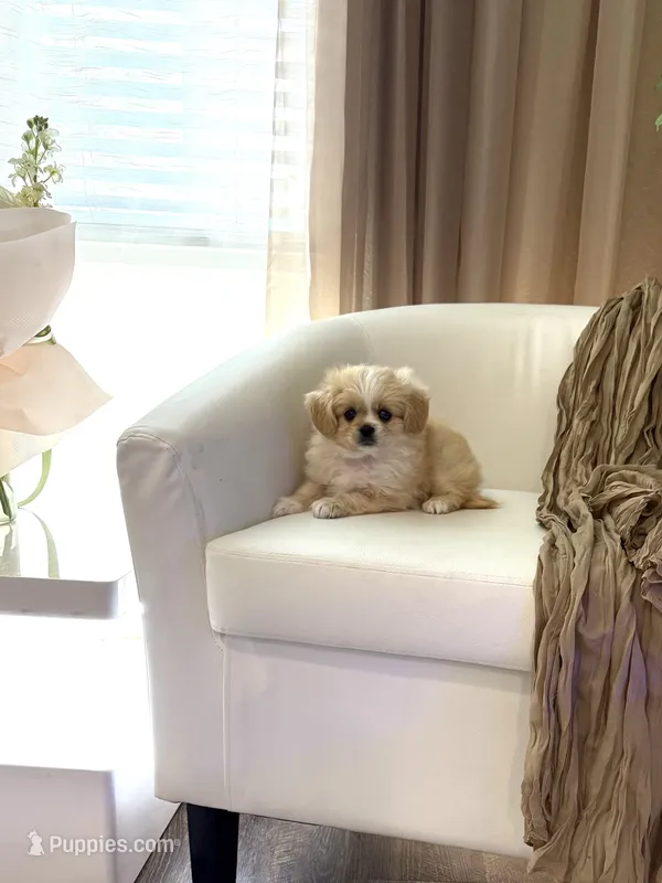 Charlie ♥️ – Cavapom puppy for sale in Lincoln, CA