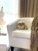Charlie ♥️, a male Cavapom for sale in Lincoln, CA – 5 of 8